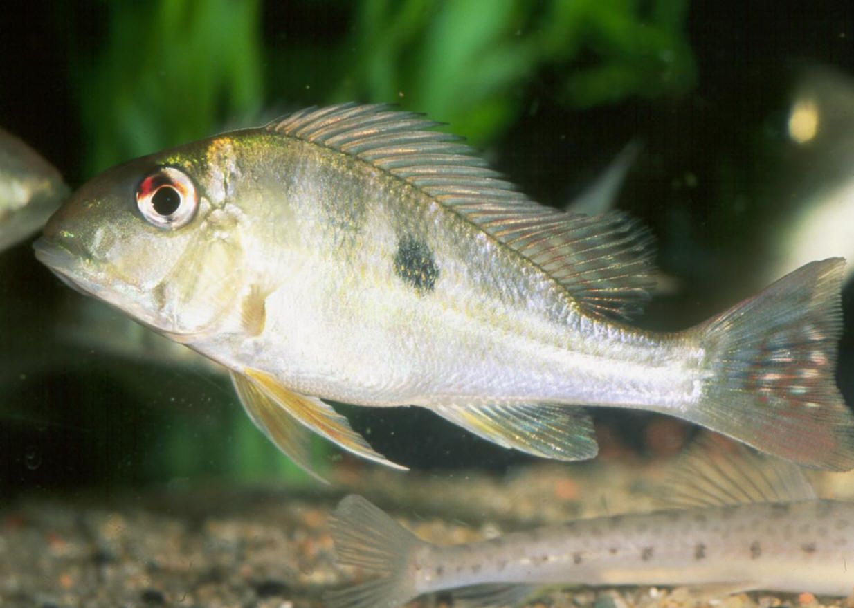 Geophagus altifrons